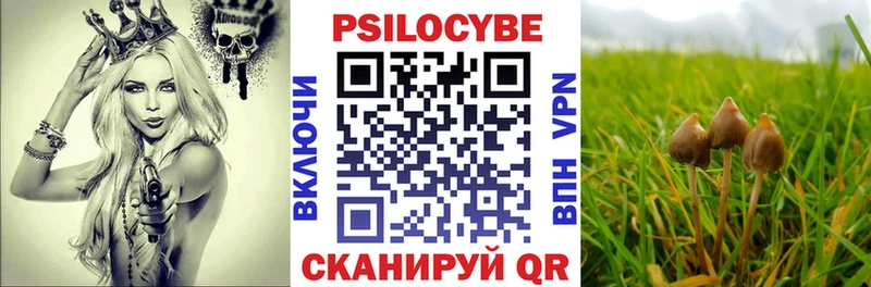 как найти   Саратов  Псилоцибиновые грибы Cubensis 